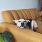 Oliver