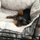 Milo