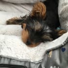 Milo