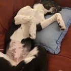 Maggie