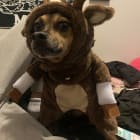 Teddy