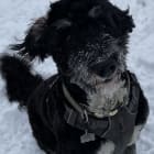 Benji