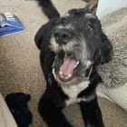 Benji