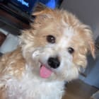 milo