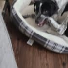 Gizmo