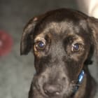 Dyson