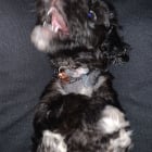 Apollo