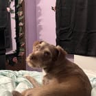 Canelo