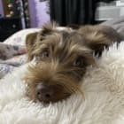 Canelo