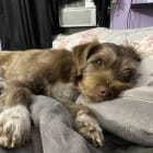 Canelo