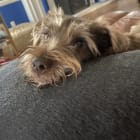 Canelo