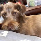 Canelo