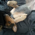 Marnie