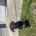 Coco