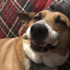 Roni