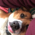 Roni