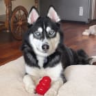 Meeko