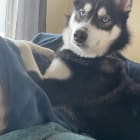 Meeko