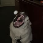 Beau bear