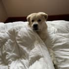Beau bear