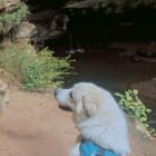 Beau bear