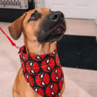 Bruno