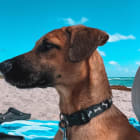 Bruno