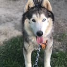 Luka Lupine