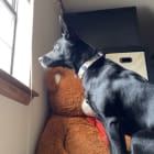 Lulu