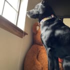 Lulu