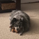 Choco