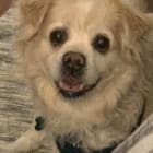 Toby