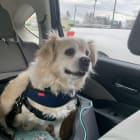 Toby