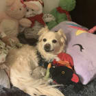 Toby