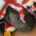 Draco