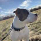 Sammy