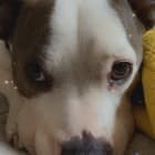 Sammy