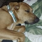 Roxy