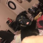 bear
