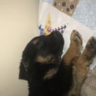 bear