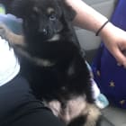 bear