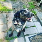 Rosco