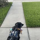 Rosco