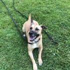Kona