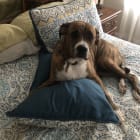 Stella