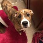 Stella