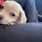 Beau
