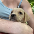 Beau