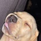 Beau