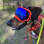 Ranger